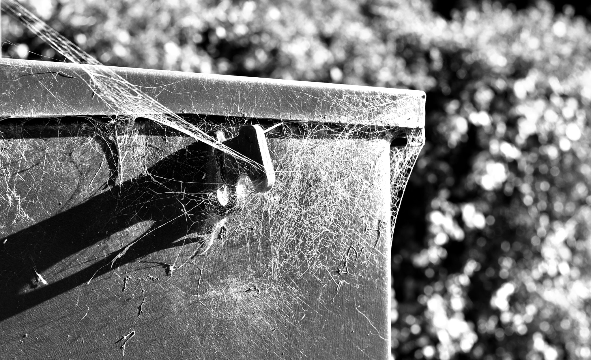 Nikon D5600 + Nikon AF-S Nikkor 50mm F1.8G sample photo. Spider web photography