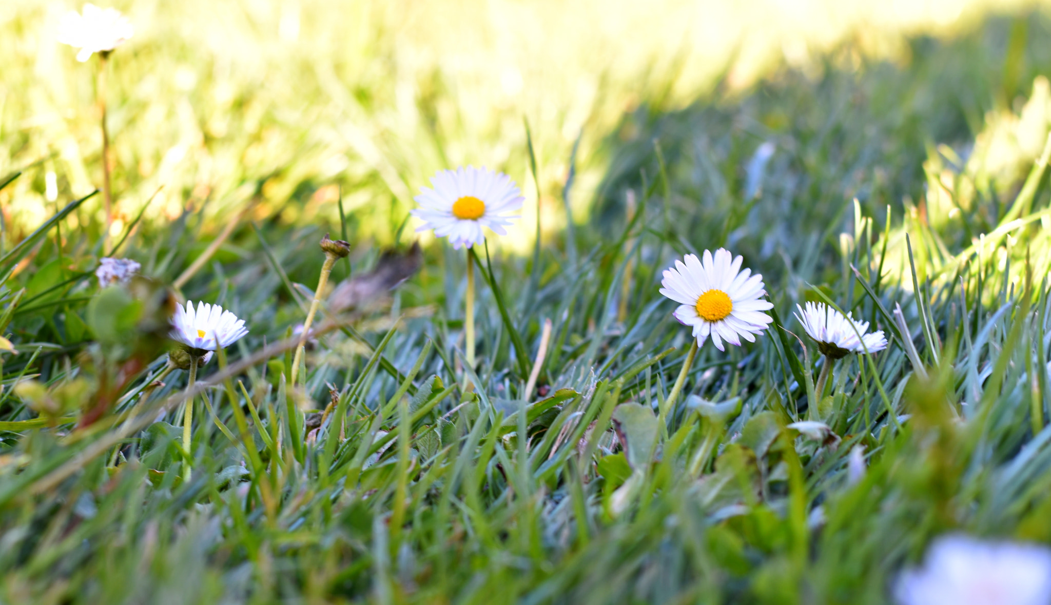 Nikon D5600 + Nikon AF-S Nikkor 50mm F1.8G sample photo. One nice looking daisy photography