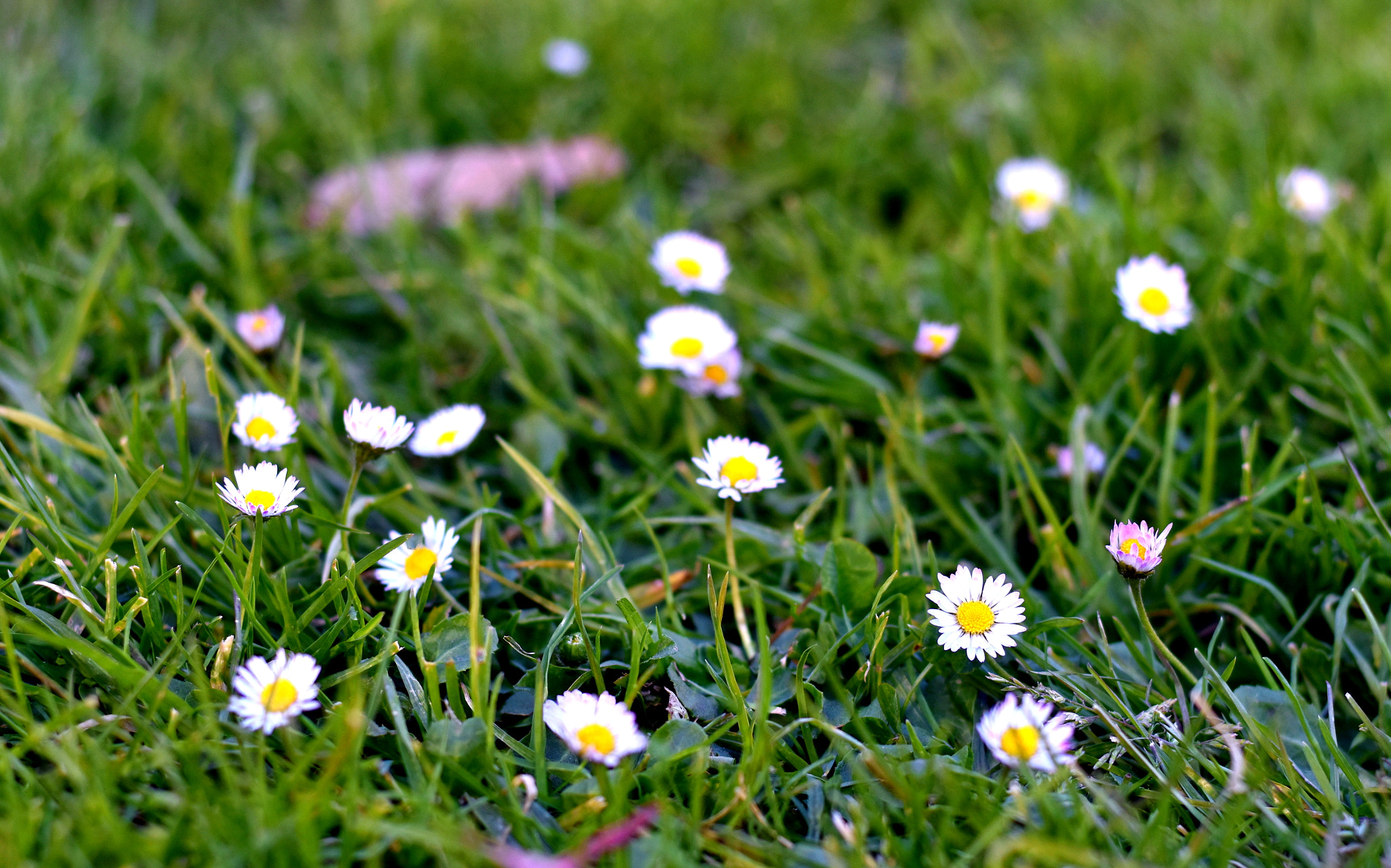 Nikon D5600 + Nikon AF-S Nikkor 50mm F1.8G sample photo. Daisies bunch photography