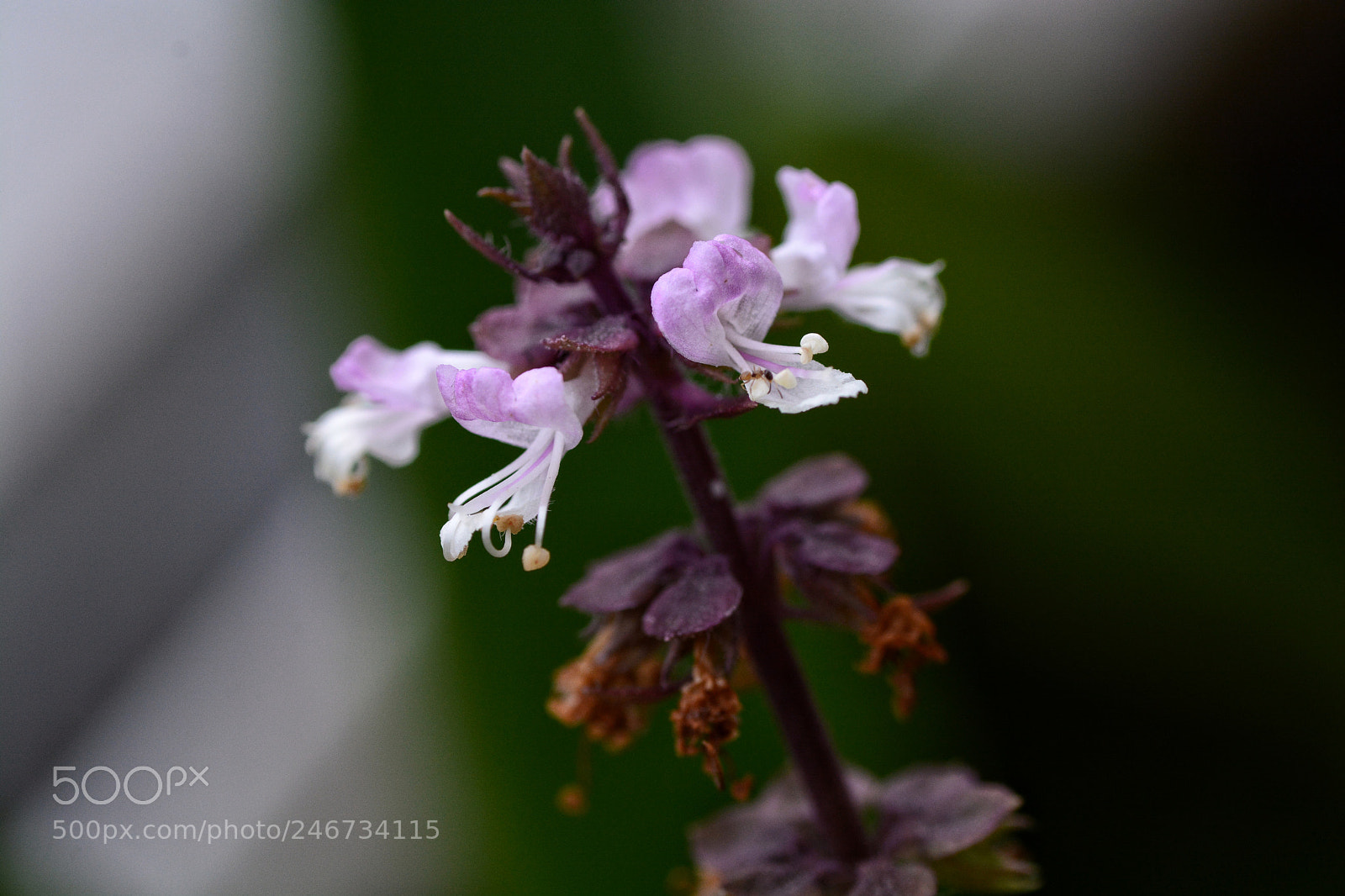 Nikon D7100 sample photo. Untitled photography