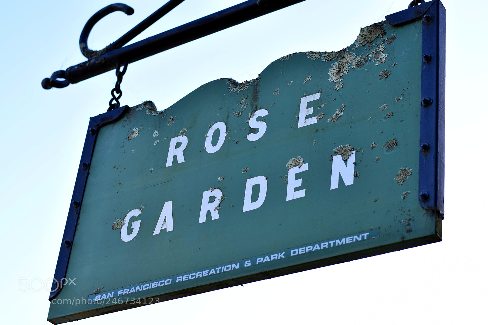 Nikon D5600 sample photo. The rose garden photography