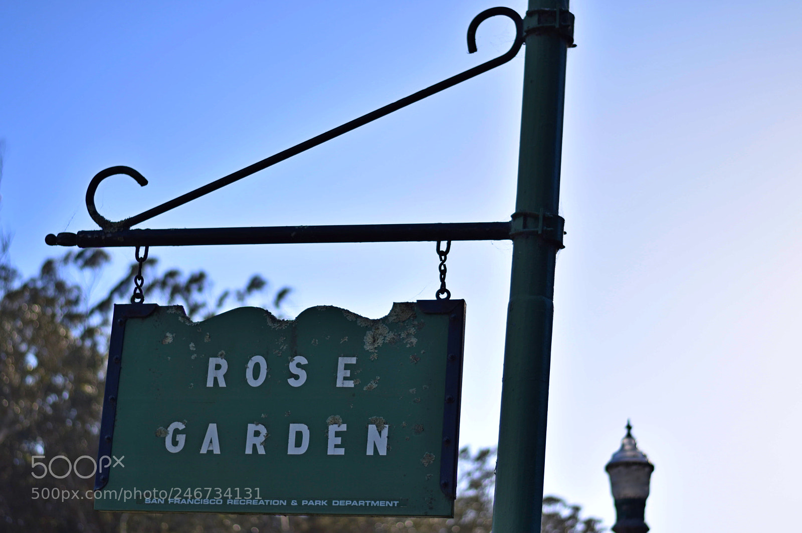 Nikon D5600 sample photo. The rose garden photography