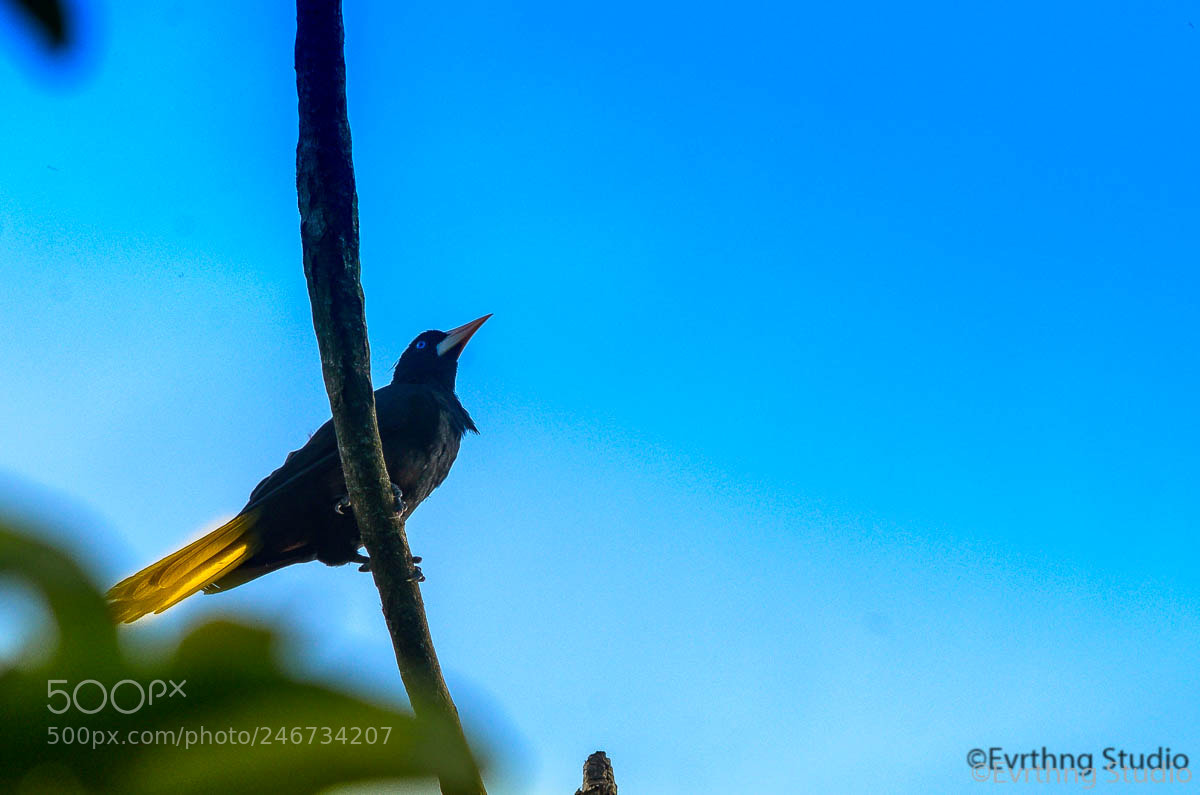 Nikon D5100 sample photo. Natureza linda, brasil. photography