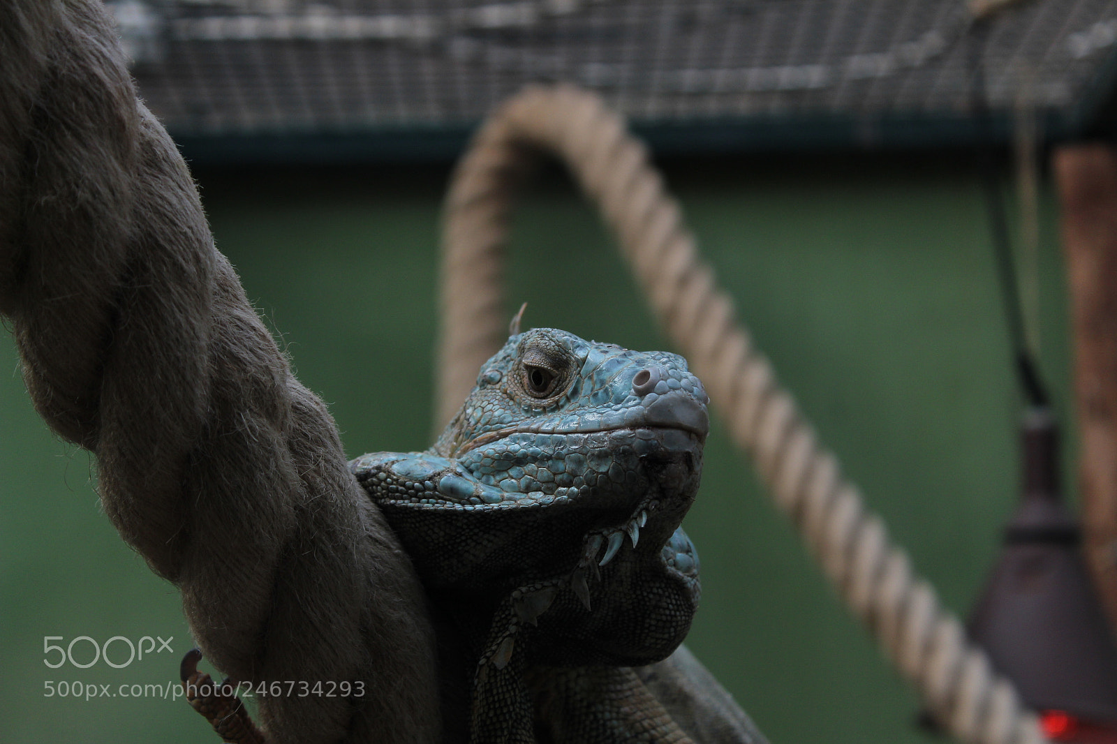 Canon EF-S 18-55mm F3.5-5.6 III sample photo. Untitled photography