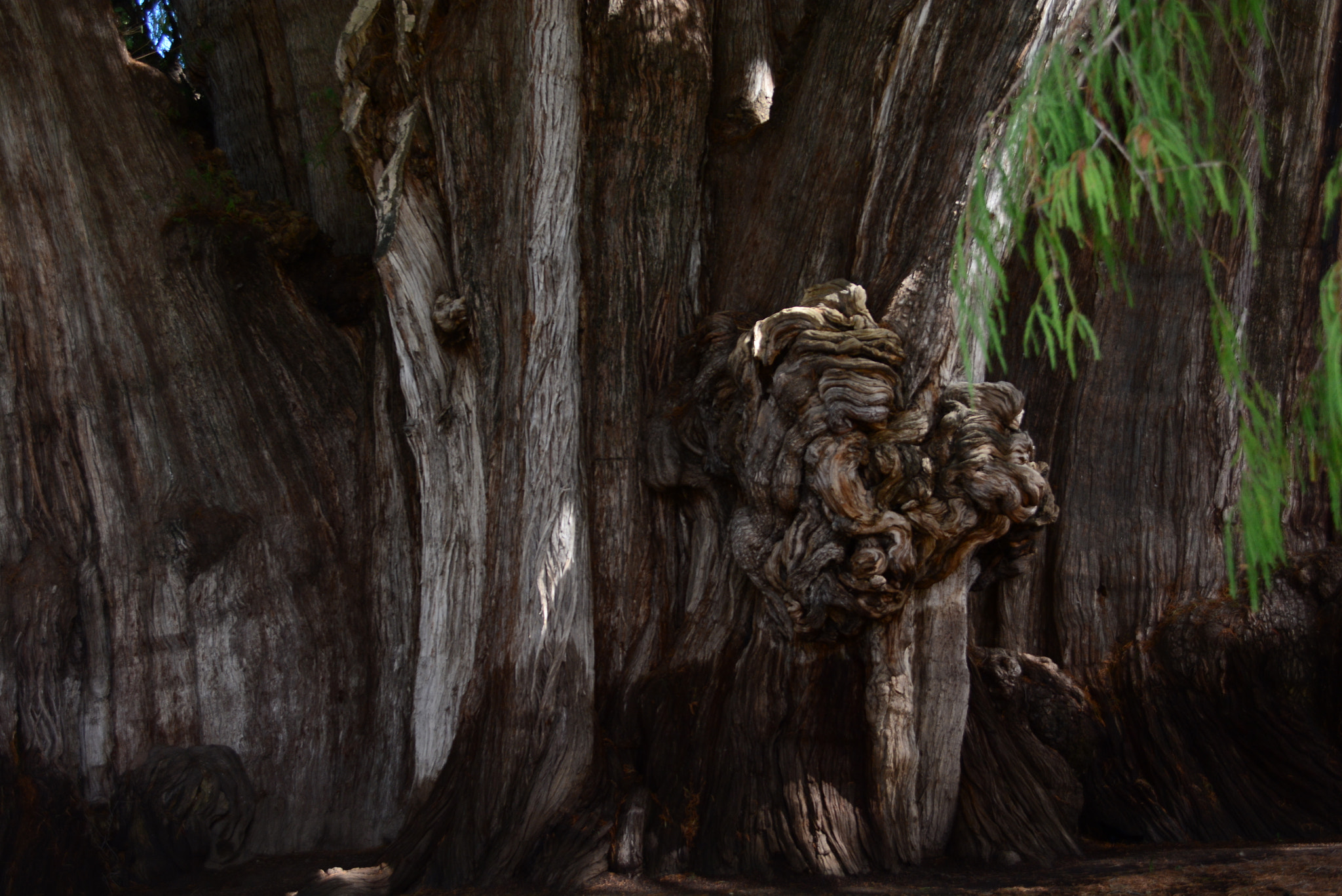 Nikon D7100 sample photo. “el árbol del tule” méxico photography