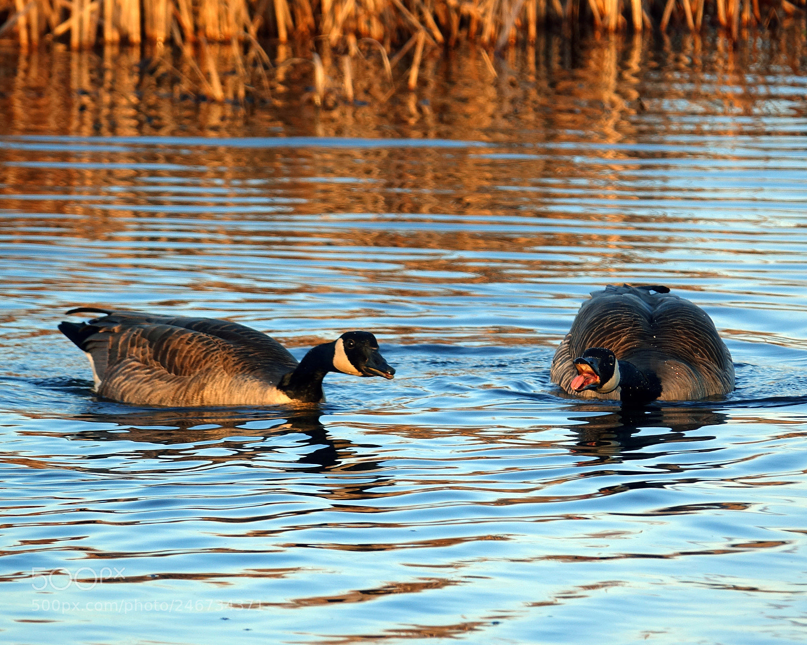 Sony Cyber-shot DSC-RX10 III sample photo. Canada goose serie 7 photography