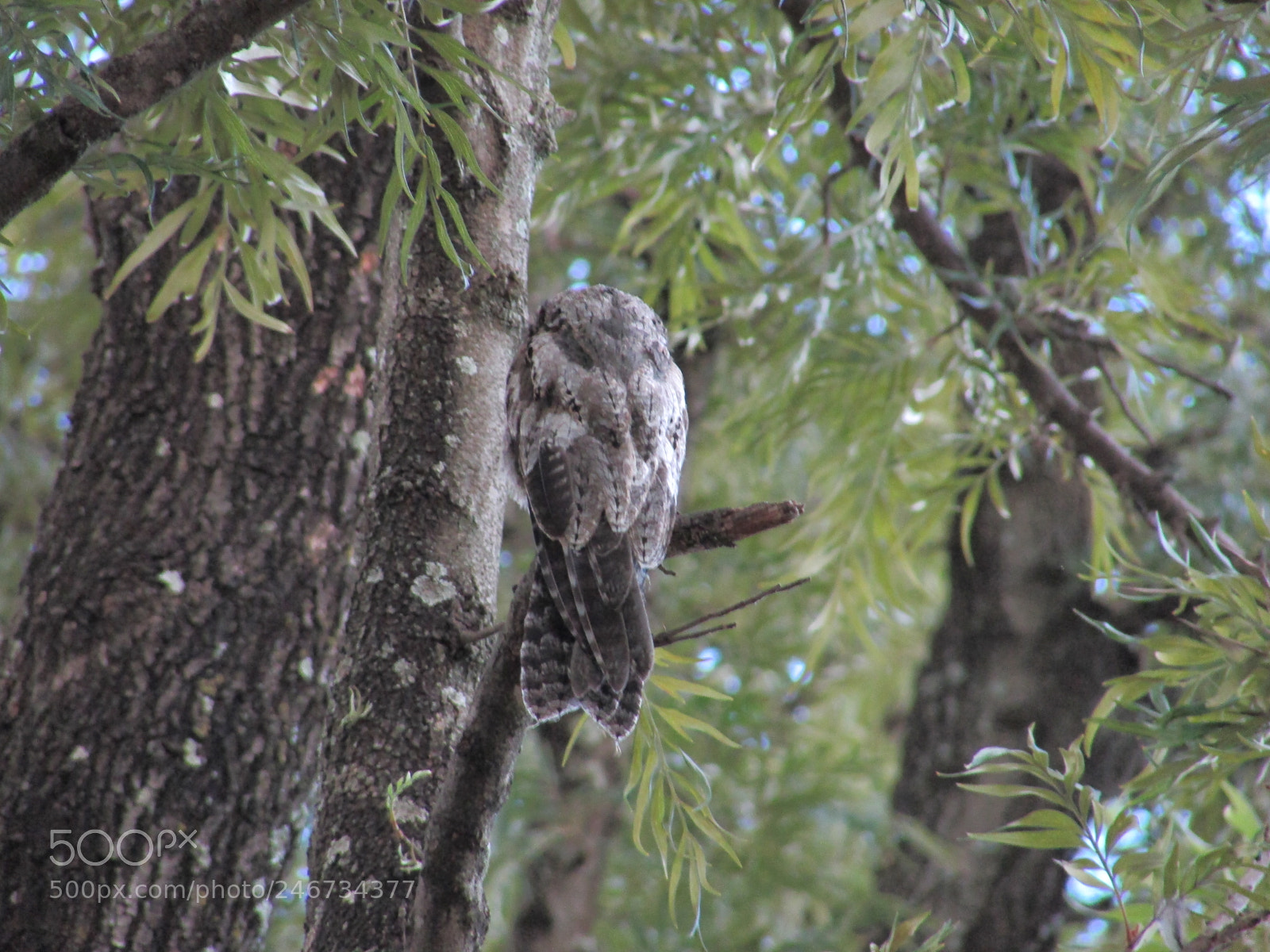 Canon PowerShot SX400 IS sample photo. Urutau (nyctibius griseus) photography