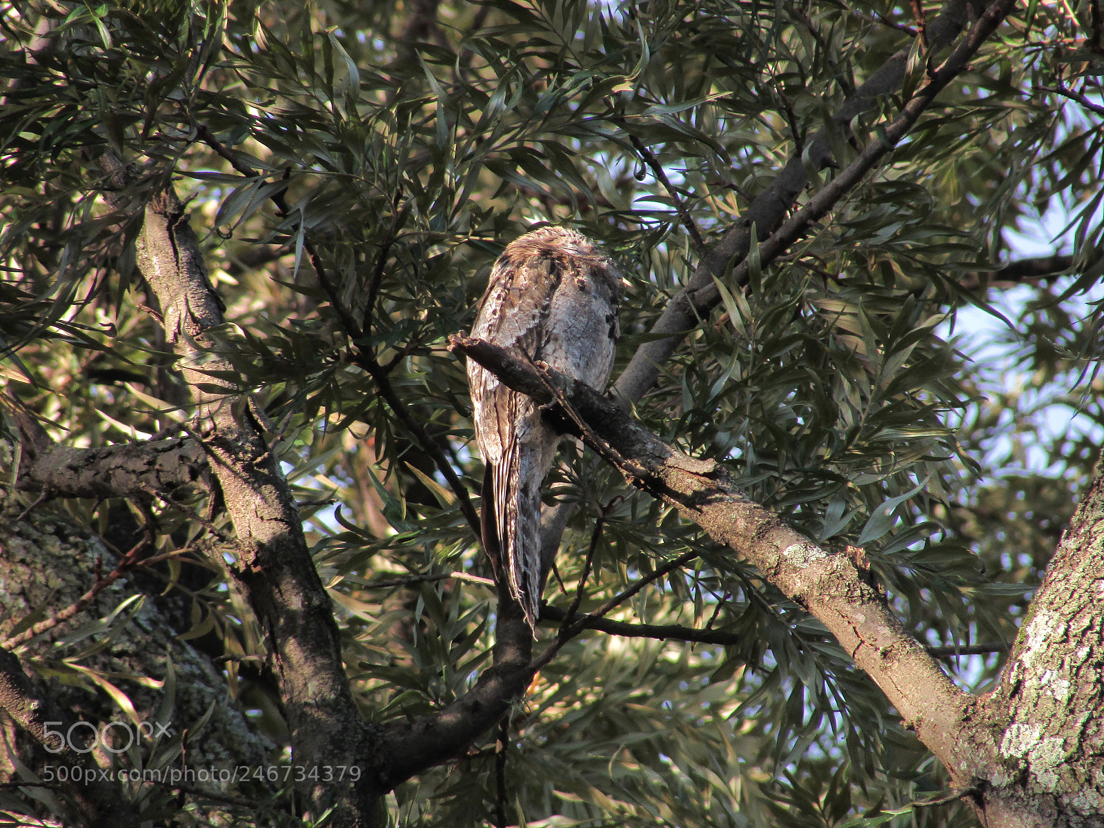 Canon PowerShot SX400 IS sample photo. Urutau (nyctibius griseus) - 2 photography
