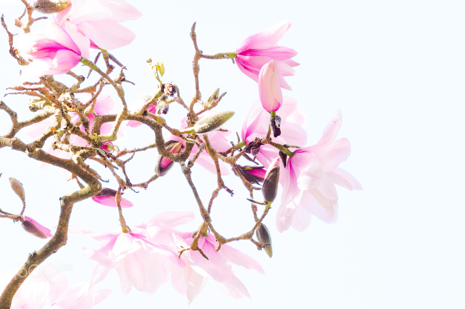 Nikon D3200 sample photo. Pink beauty photography