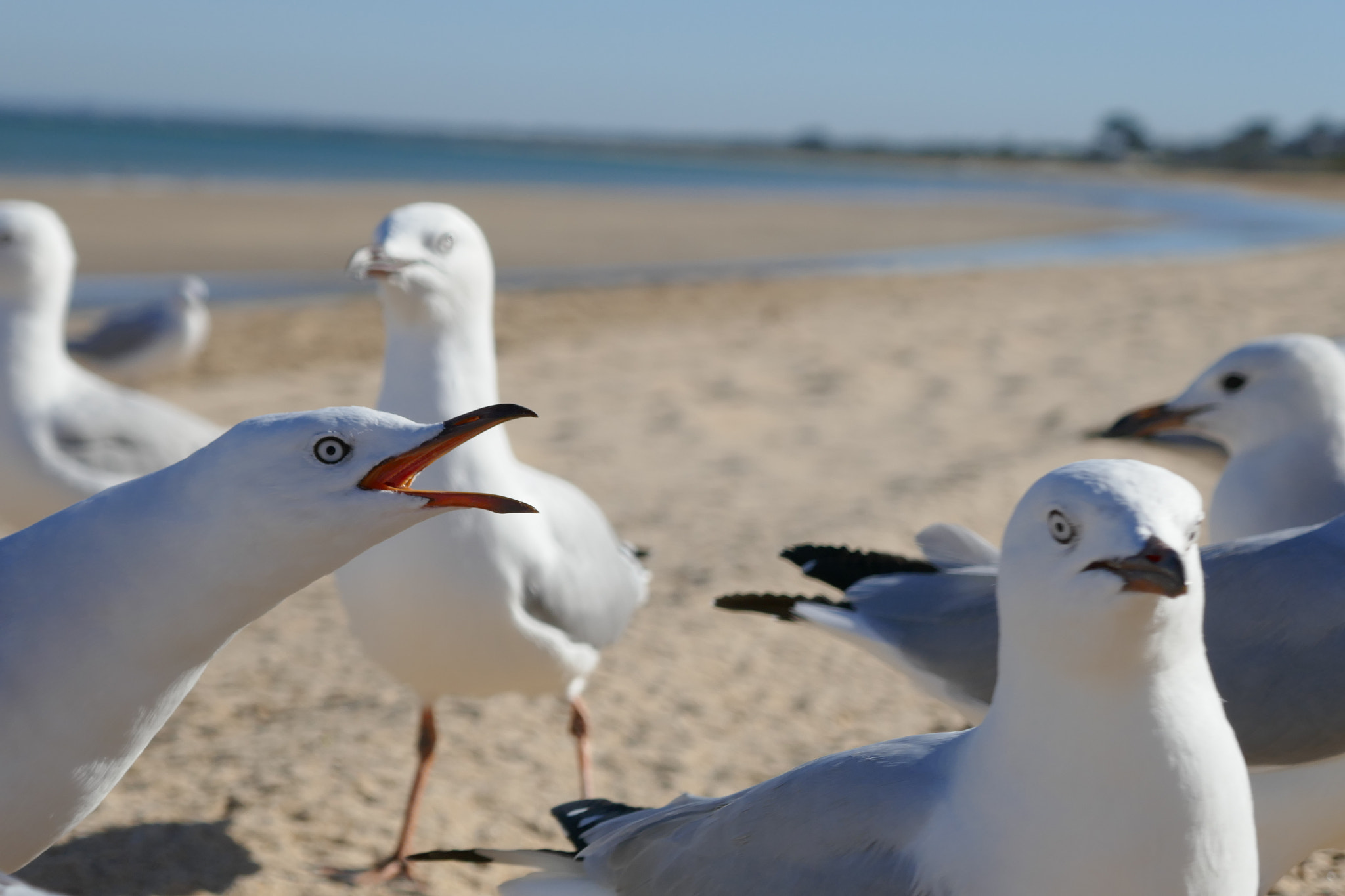 Panasonic DMC-TZ110 sample photo. Young silver gulls photography