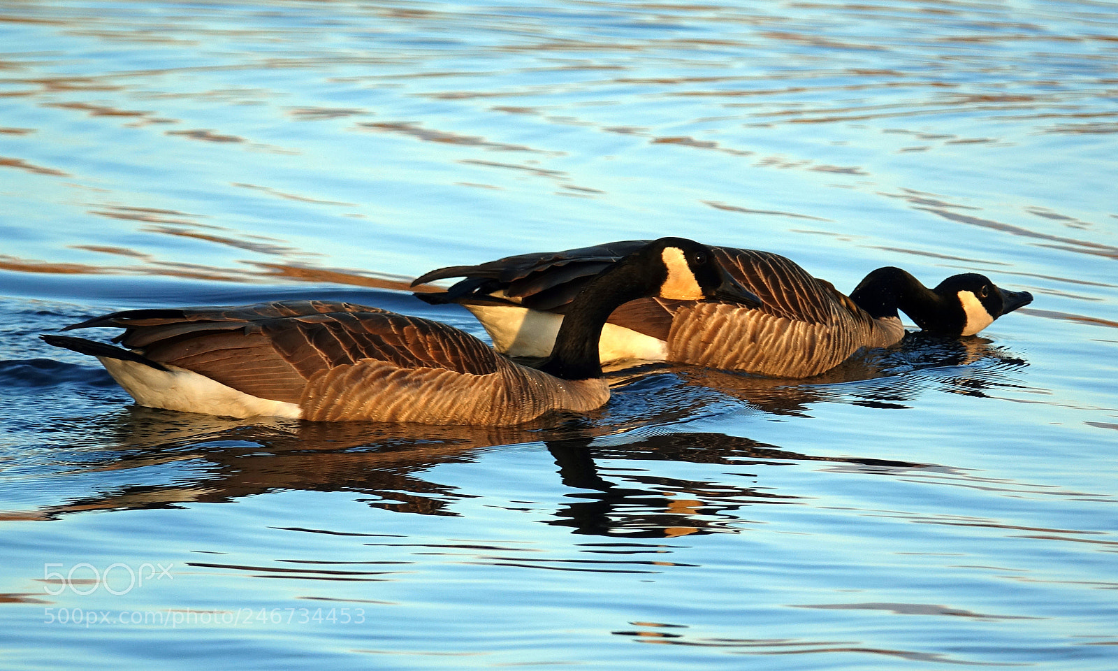 Sony Cyber-shot DSC-RX10 III sample photo. Canada goose serie 8 photography