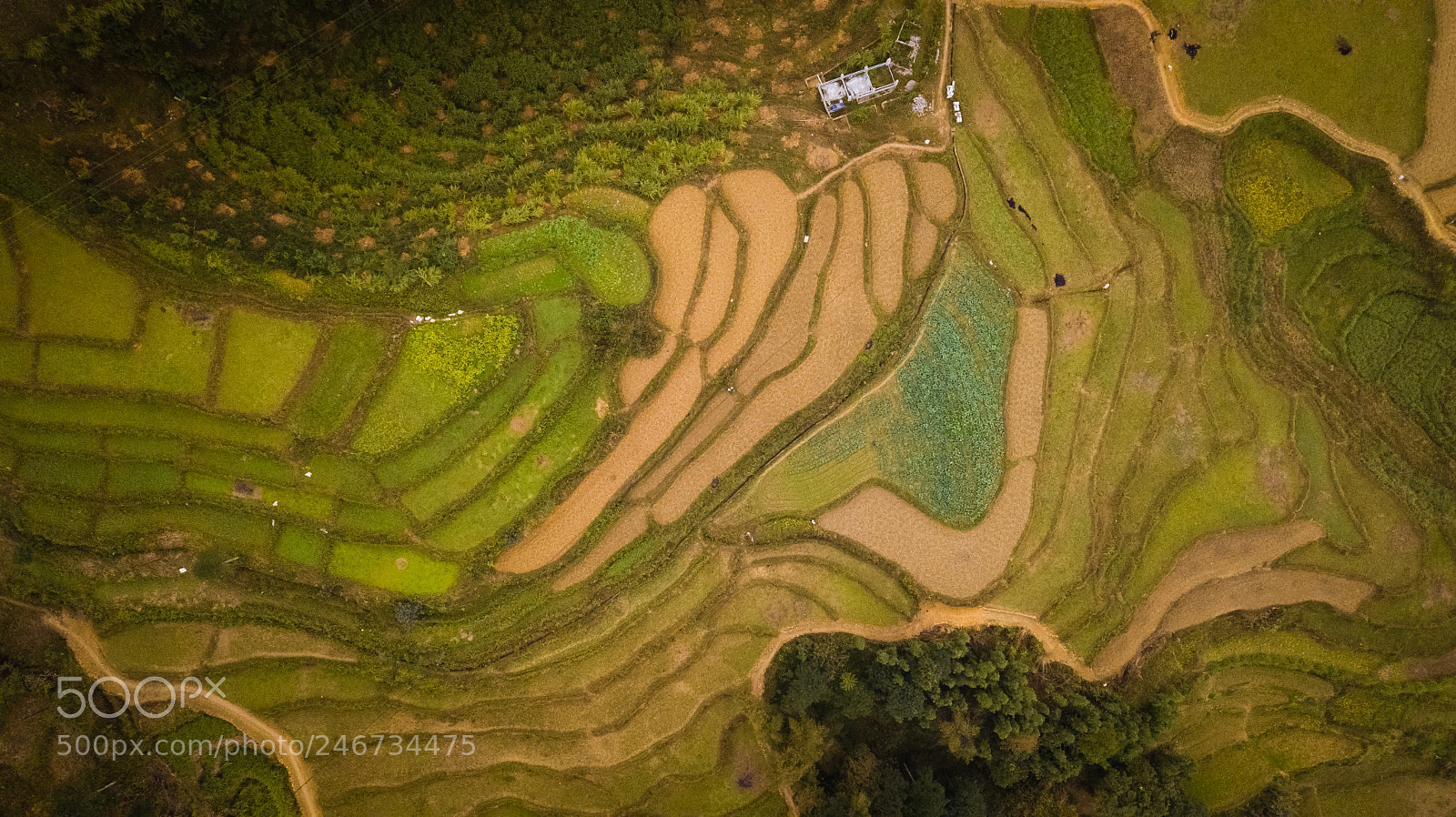 DJI FC220 sample photo. Lush photography