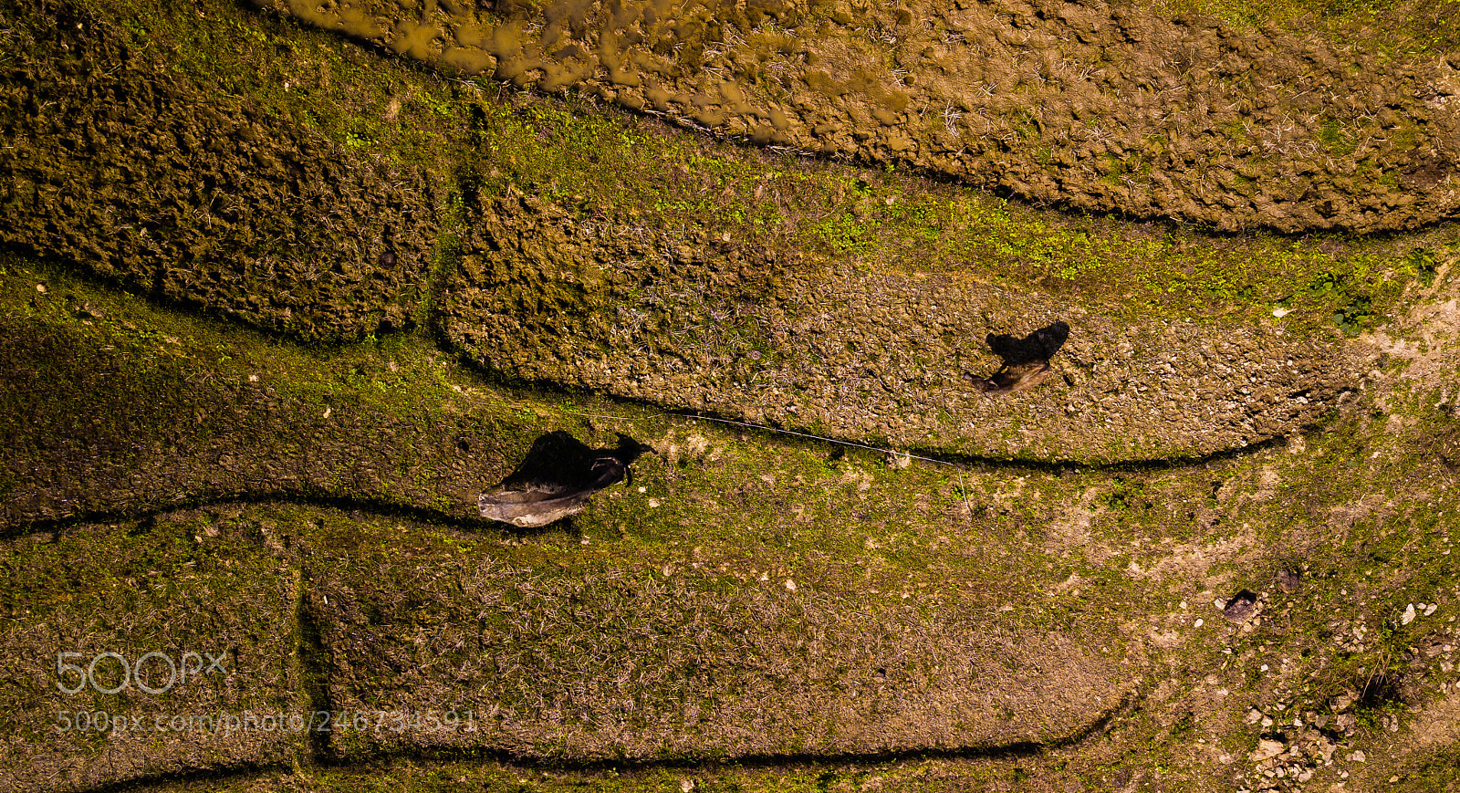 DJI FC220 sample photo. Mother & calf photography