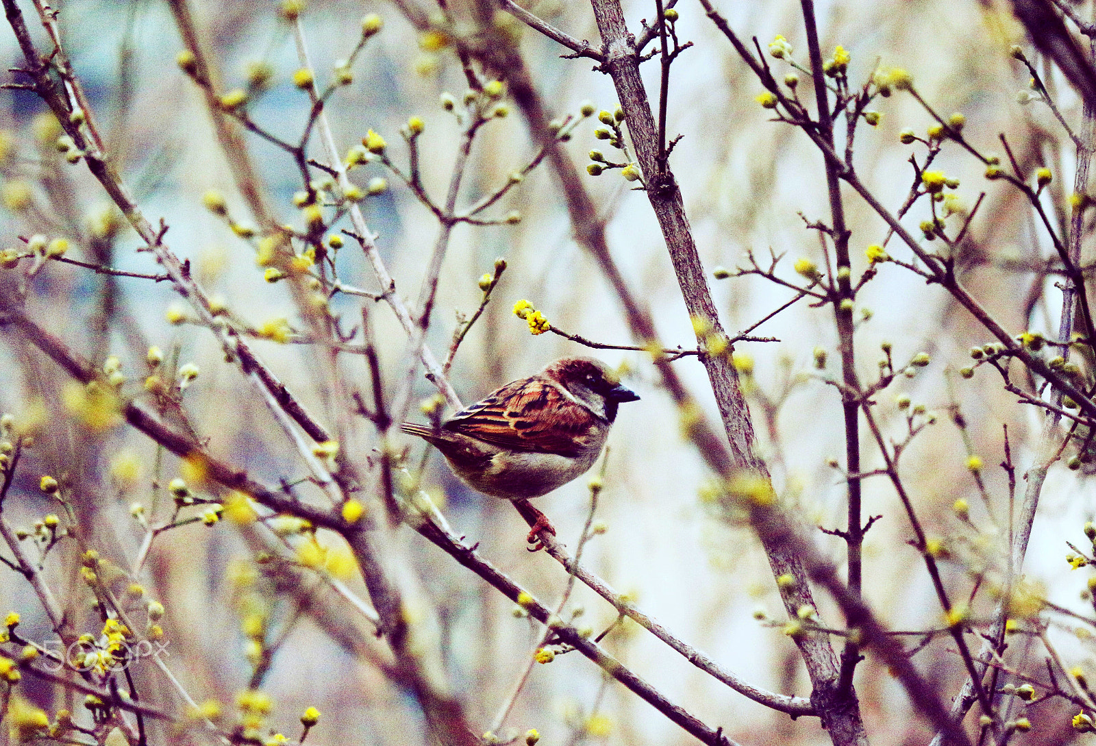 Canon EOS 650D (EOS Rebel T4i / EOS Kiss X6i) sample photo. Bird photography