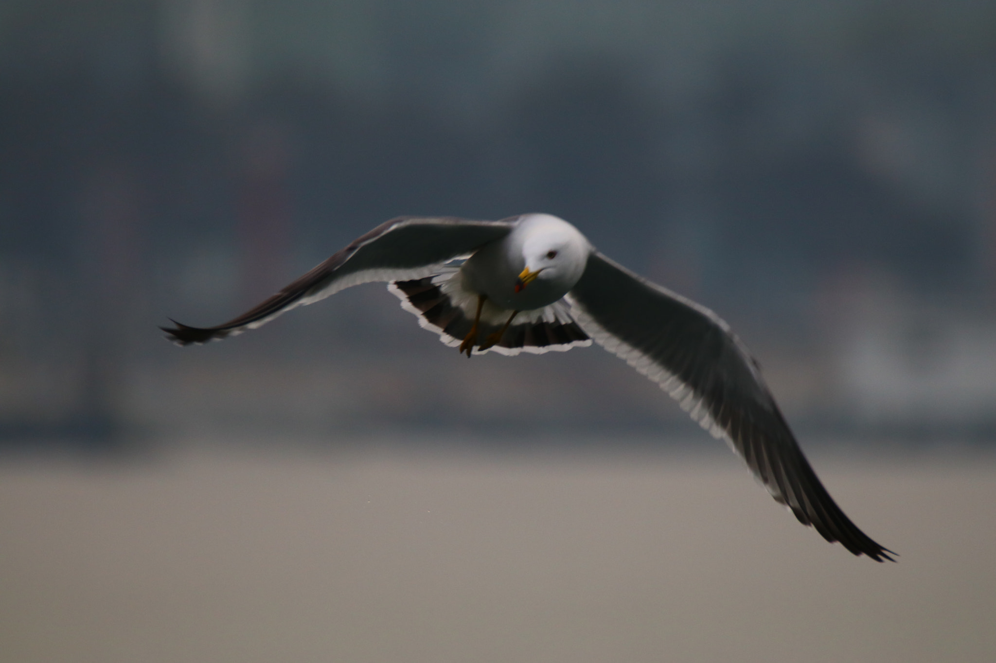 Canon EOS 80D + Tamron SP 150-600mm F5-6.3 Di VC USD sample photo. 海鸥之歌song of seagull photography