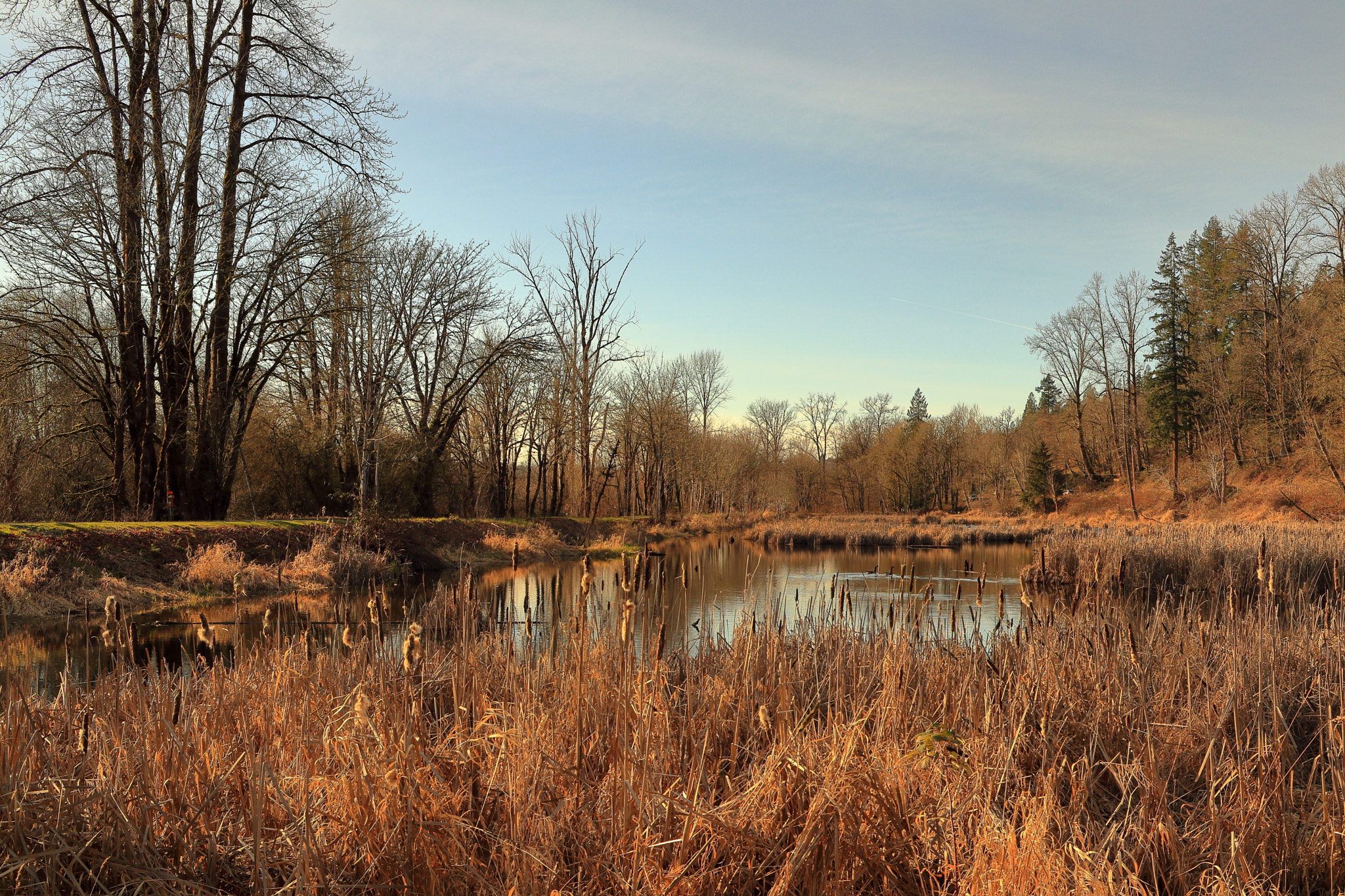 Canon EOS M5 sample photo. The pond photography