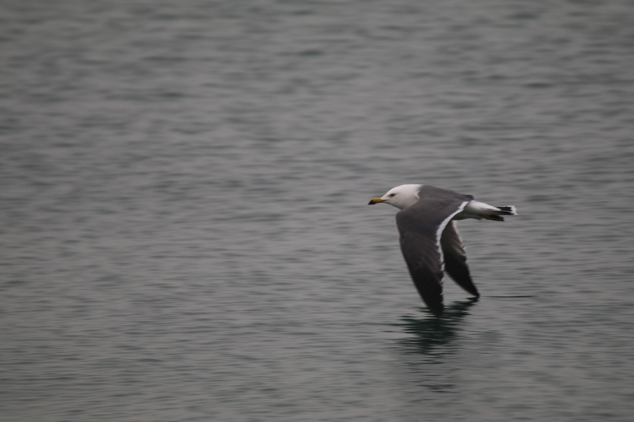 Canon EOS 80D + Tamron SP 150-600mm F5-6.3 Di VC USD sample photo. 海是我的支点the sea is my fulcrum photography