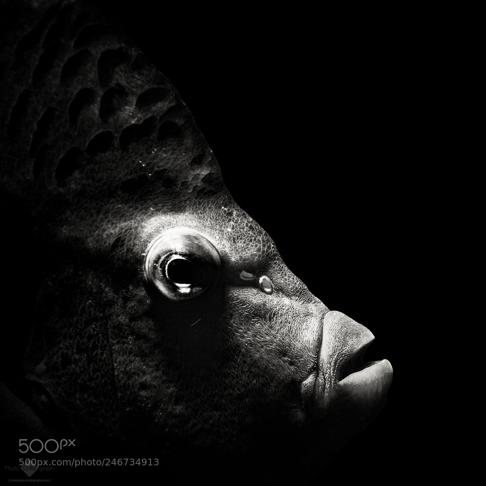Nikon D7100 sample photo. Fish photography