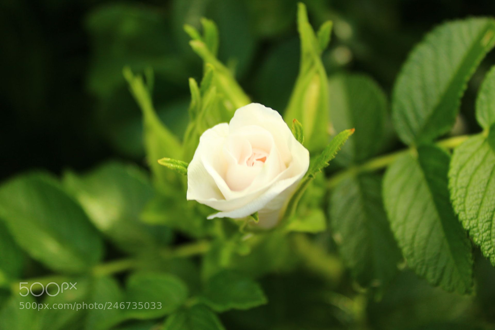 Canon EOS 1300D (EOS Rebel T6 / EOS Kiss X80) sample photo. Petals photography
