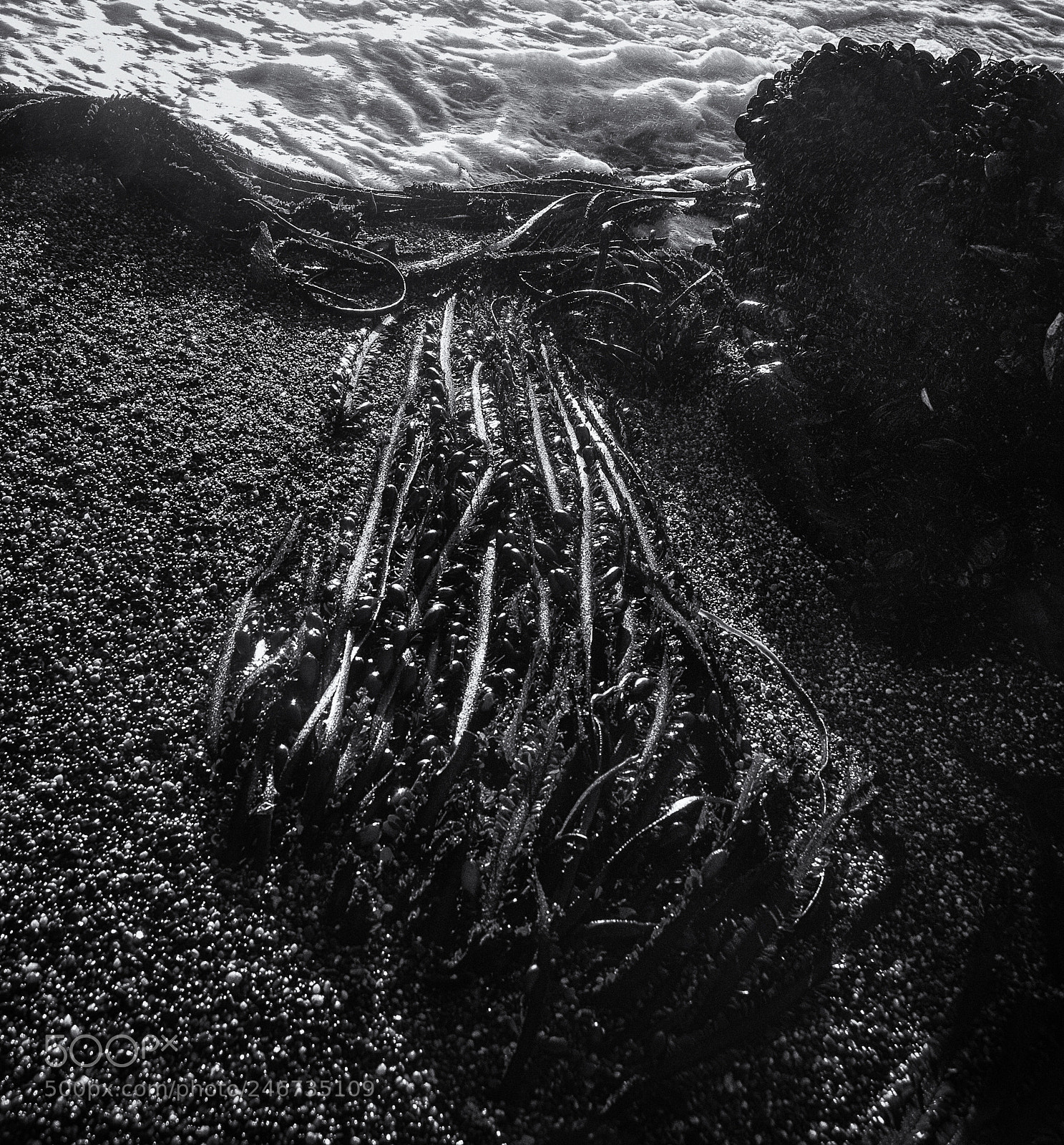 Nikon D300 sample photo. Grounded kelp photography