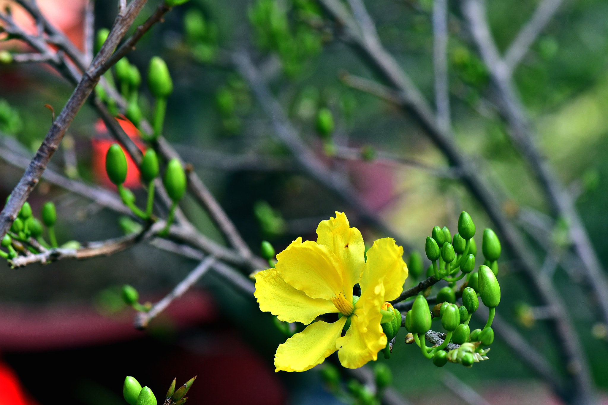 Nikon AF-S Micro-Nikkor 105mm F2.8G IF-ED VR sample photo. N photography