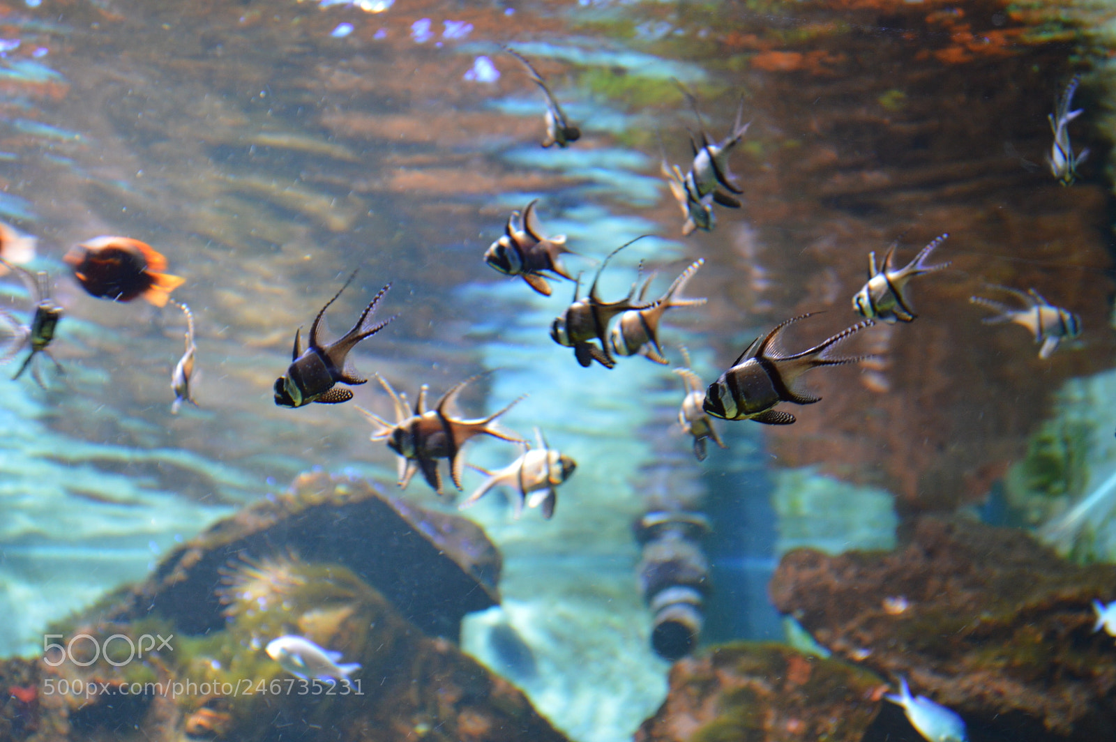 Nikon D3200 sample photo. Down here the fish photography