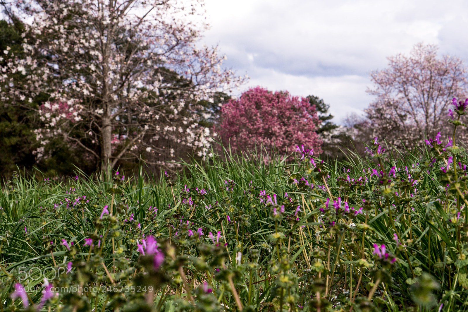 Sony a6500 sample photo. Arboretum (of ) photography
