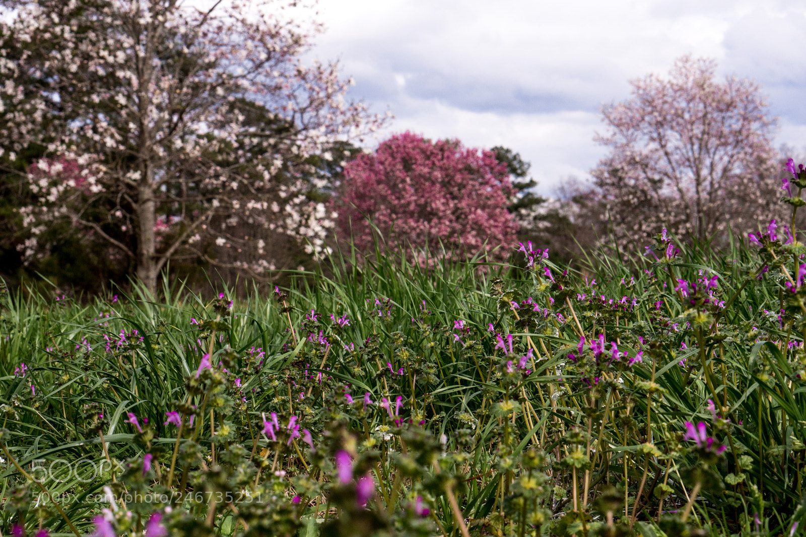 Sony a6500 sample photo. Arboretum (of ) photography