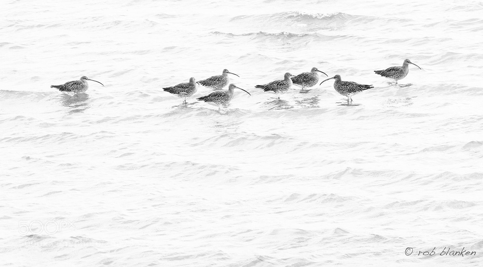 Nikon D500 sample photo. Curlew photography