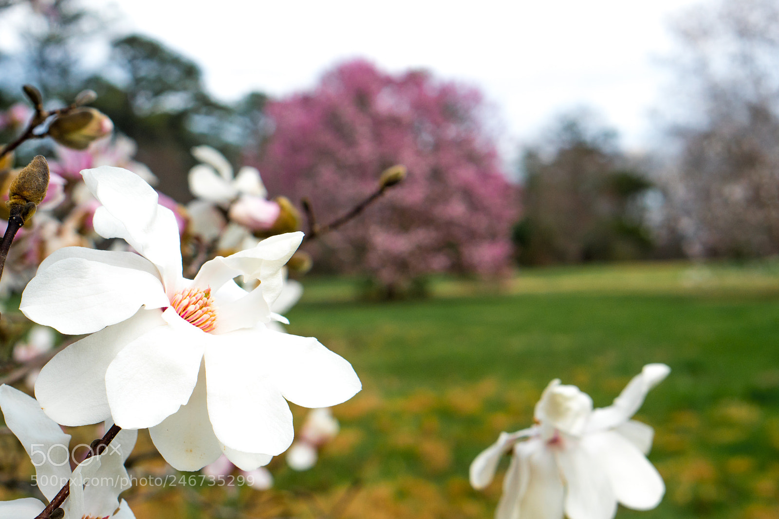Sony a6500 sample photo. Arboretum (of ) photography