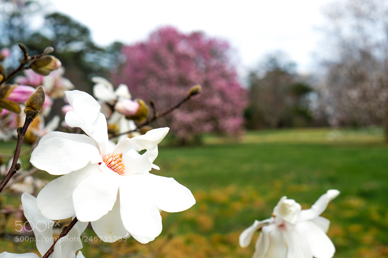 Sony a6500 sample photo. Arboretum (of ) photography