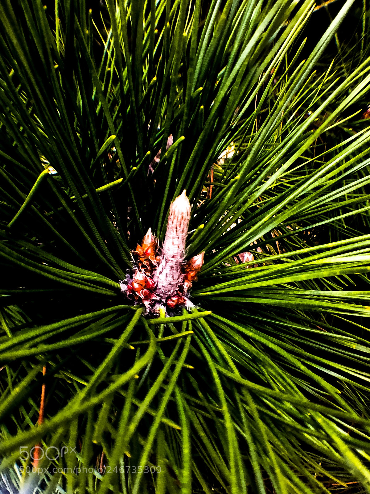 Apple iPhone 6 Plus sample photo. Wild plant photography