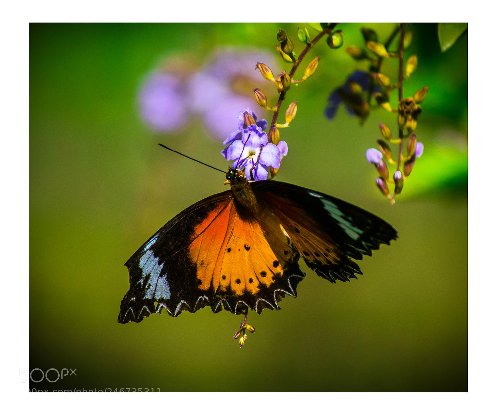 Nikon D3400 sample photo. Beautifly photography
