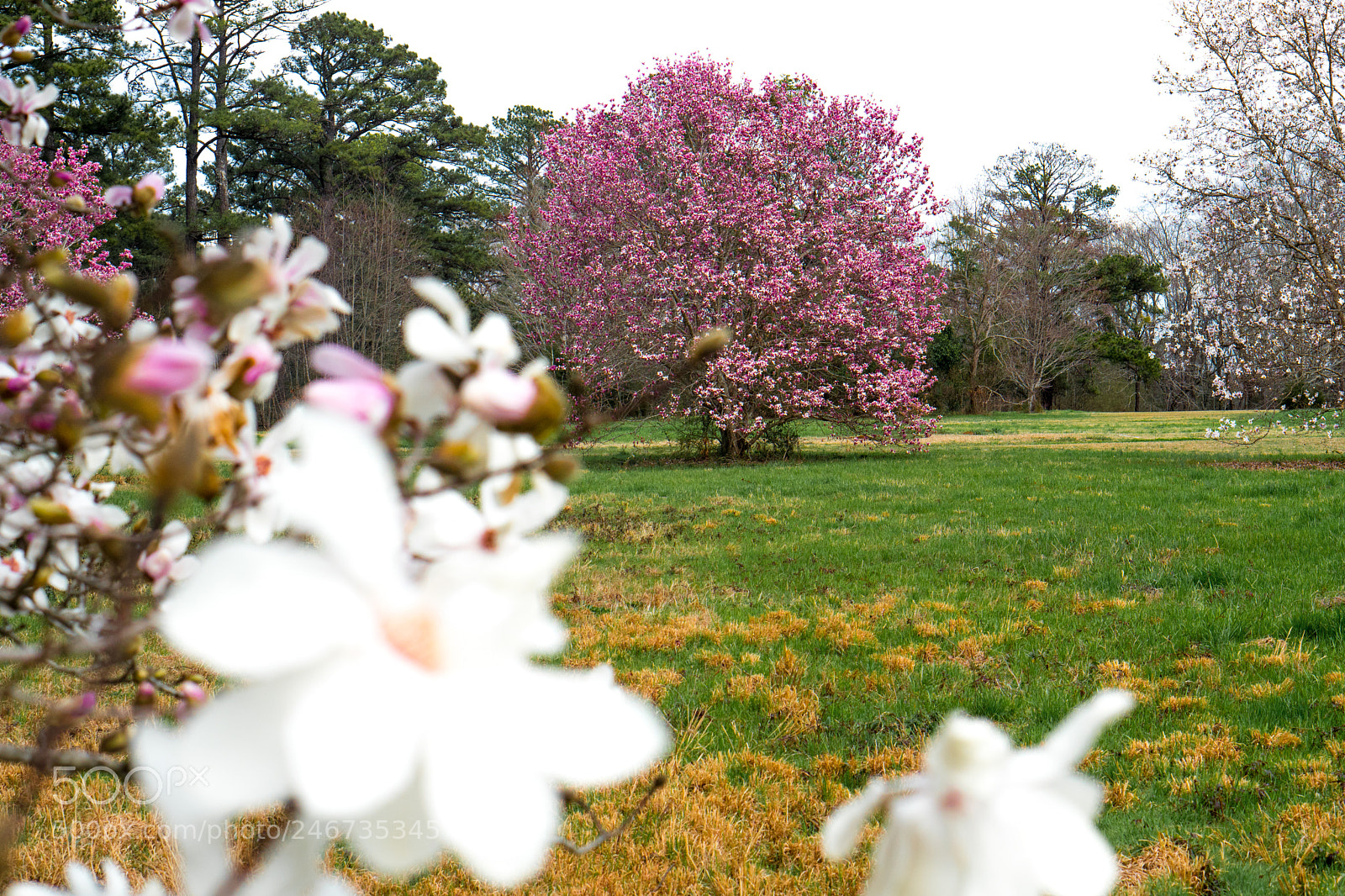 Sony a6500 sample photo. Arboretum (of ) photography