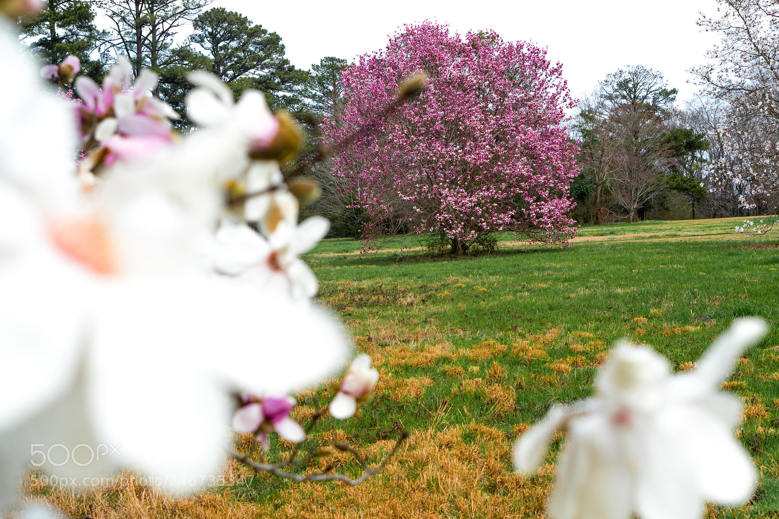 Sony a6500 sample photo. Arboretum (of ) photography