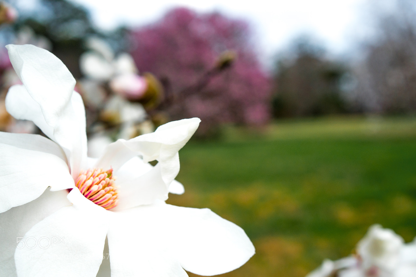 Sony a6500 sample photo. Arboretum (of ) photography