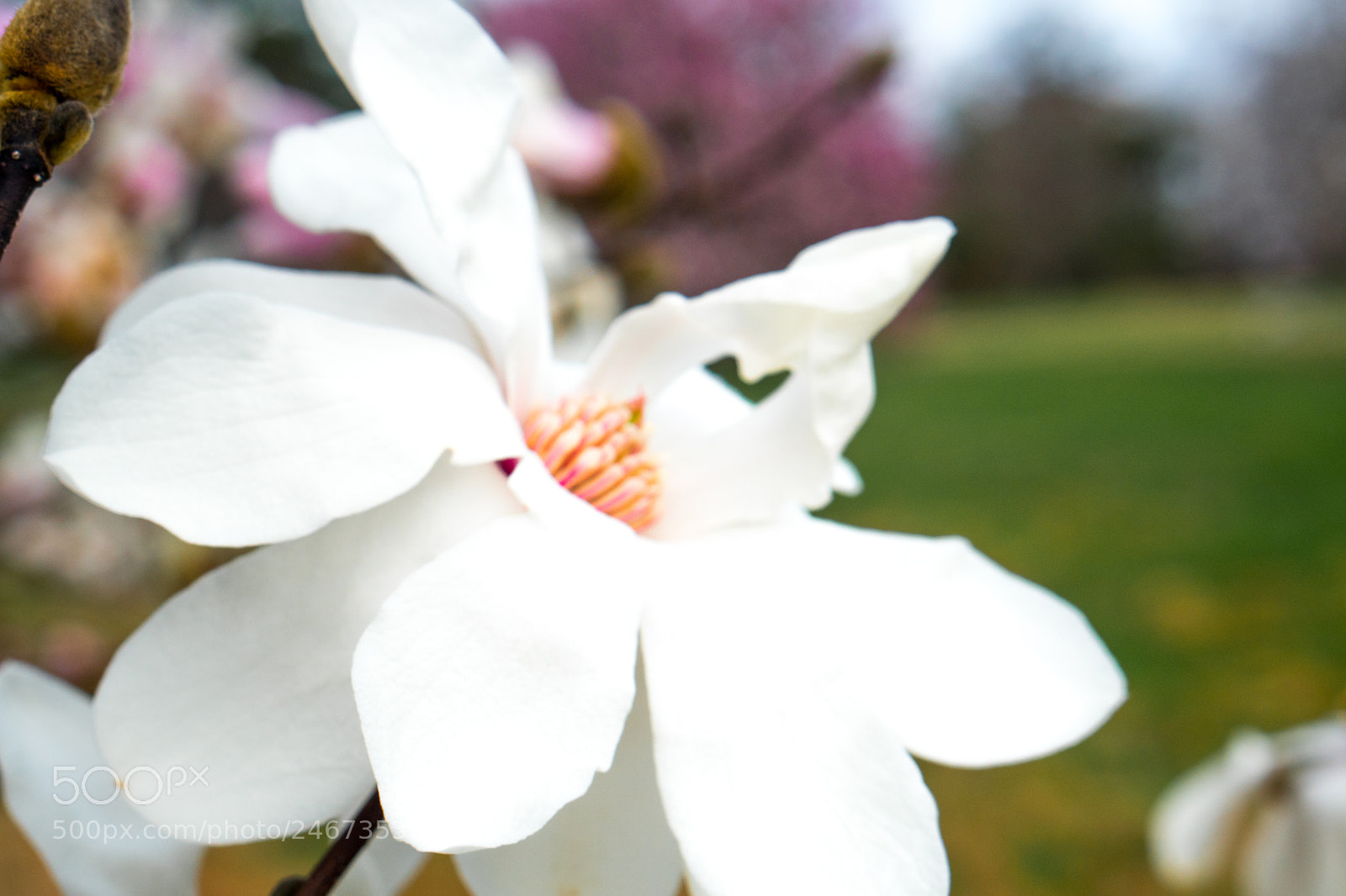 Sony a6500 sample photo. Arboretum (of ) photography