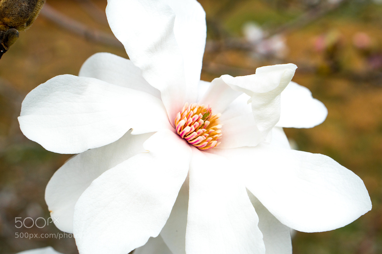 Sony a6500 sample photo. Arboretum (of ) photography