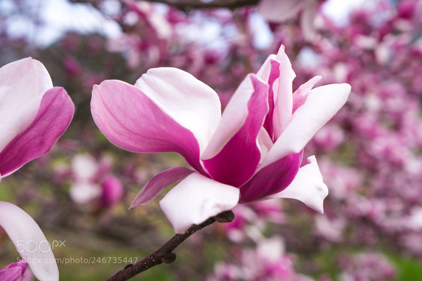 Sony a6500 sample photo. Arboretum (of ) photography