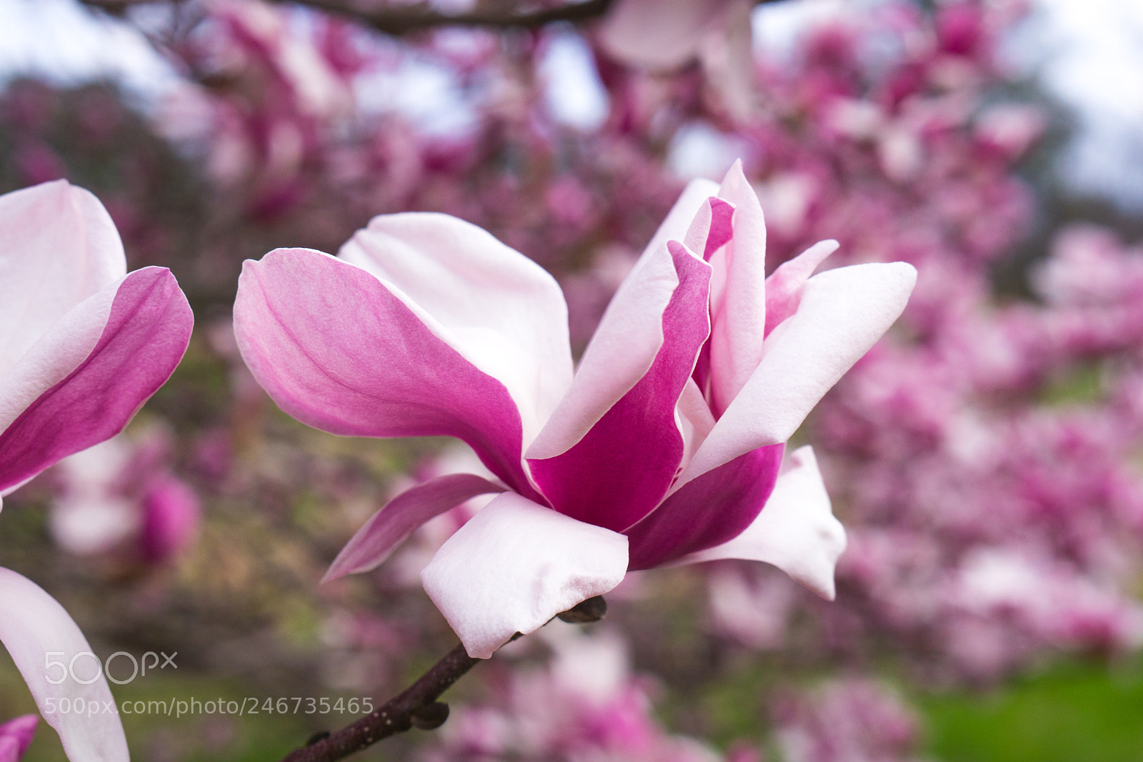 Sony a6500 sample photo. Arboretum (of ) photography