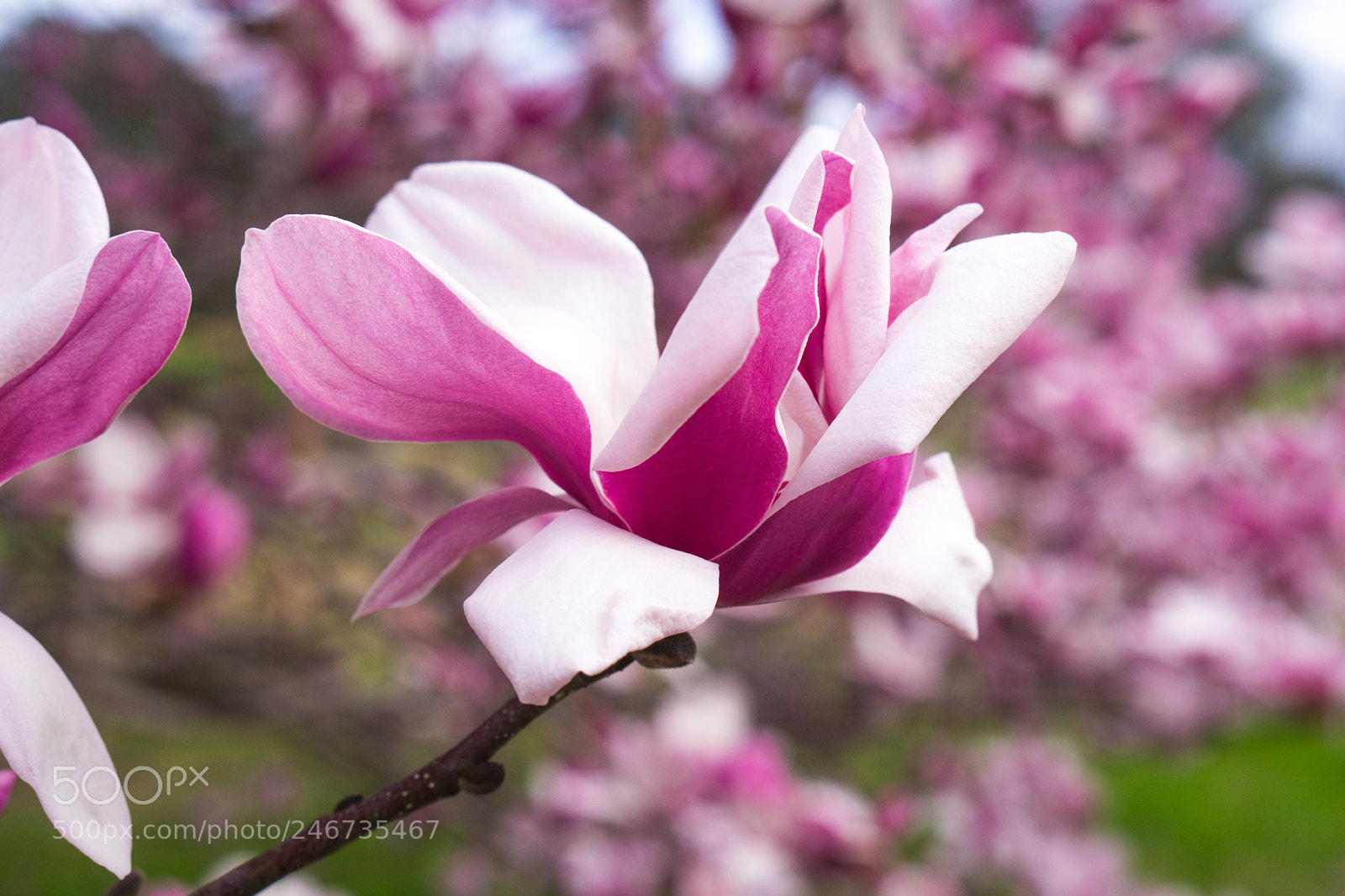 Sony a6500 sample photo. Arboretum (of ) photography