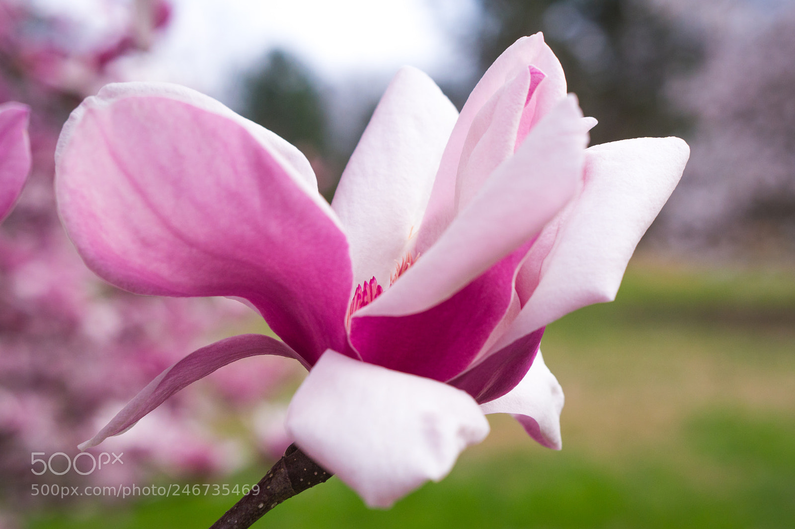 Sony a6500 sample photo. Arboretum (of ) photography