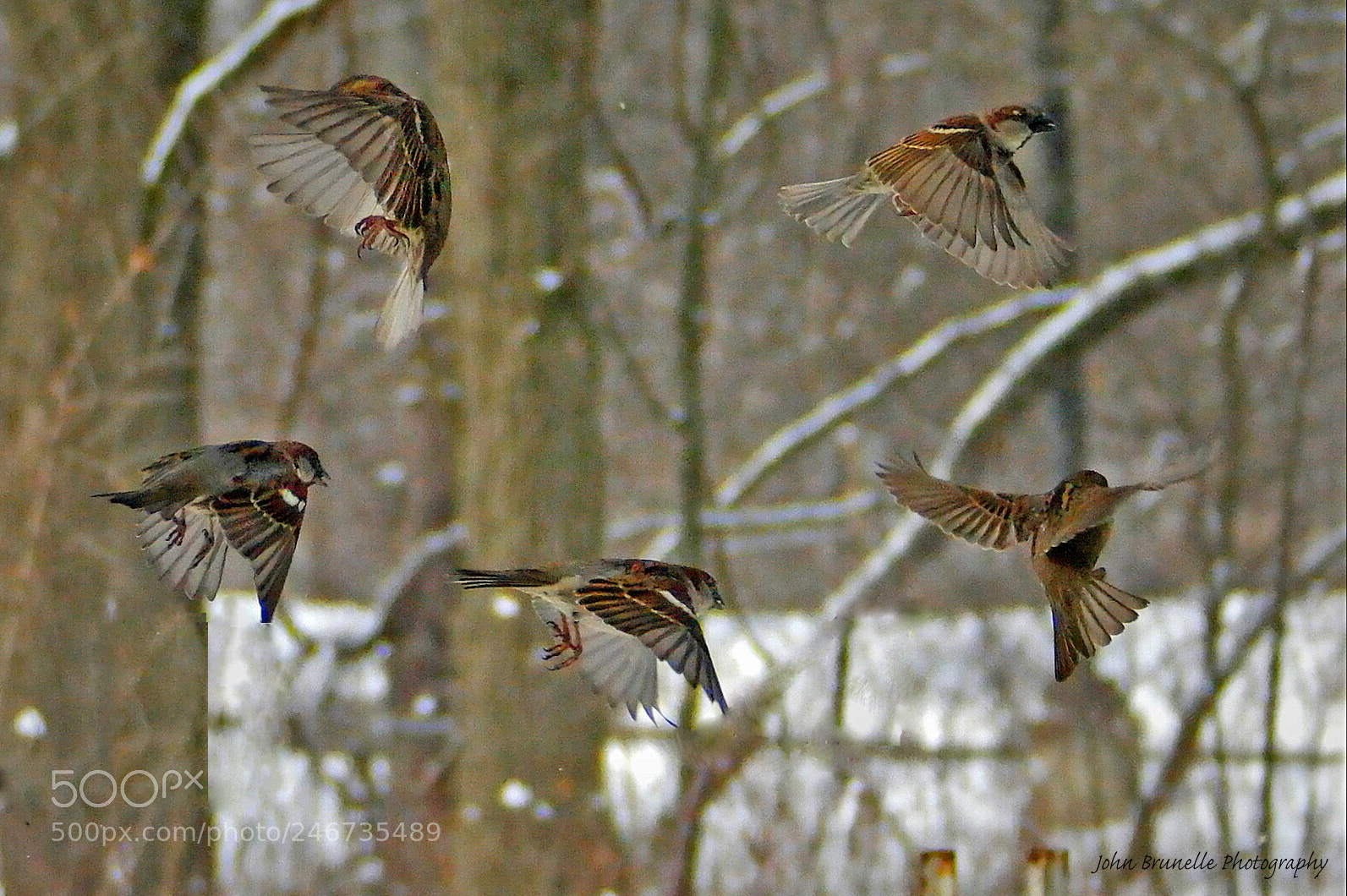 Samsung NX500 sample photo. Sparrows feb 19 photography