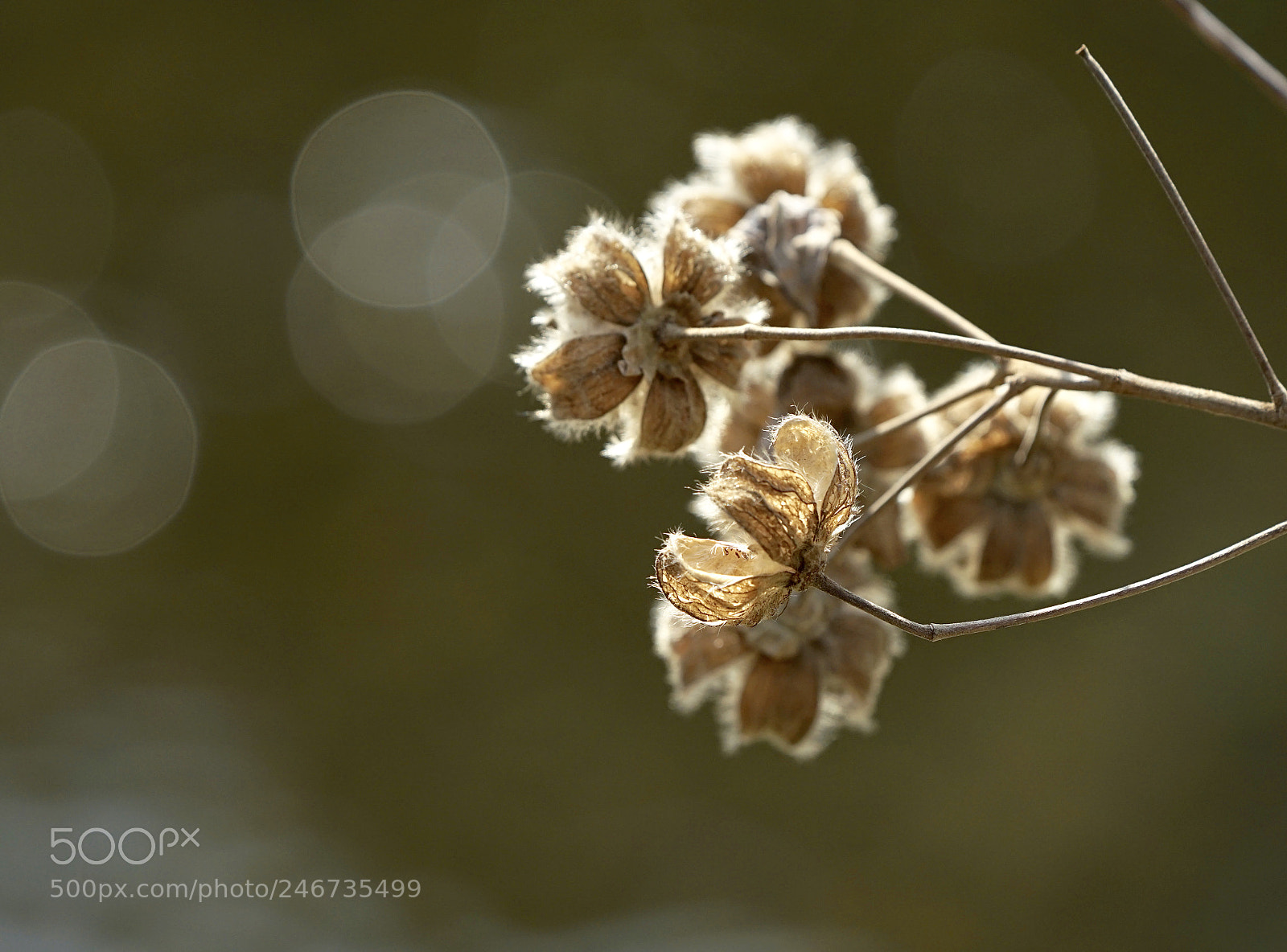 Sony a7 II sample photo. Unfocused lights. photography