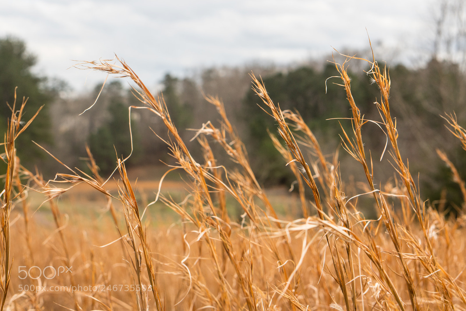 Sony a6500 sample photo. Arboretum (of ) photography