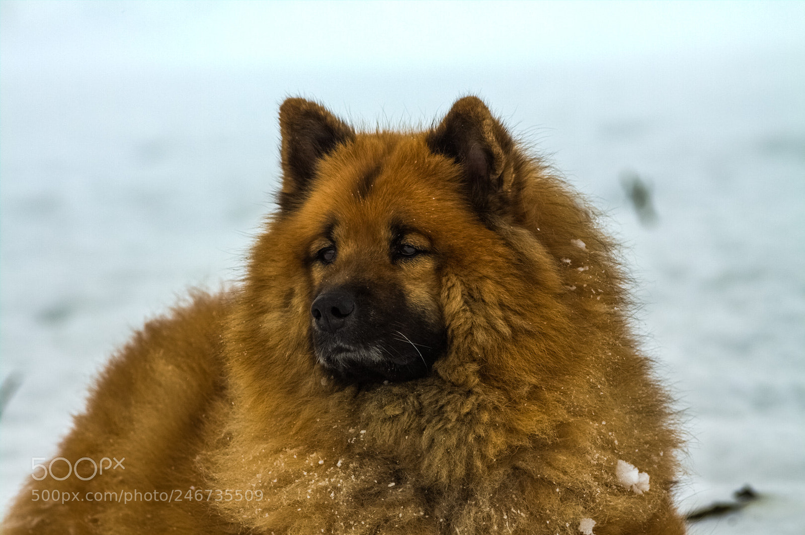 Canon EOS 50D sample photo. Eurasier photography
