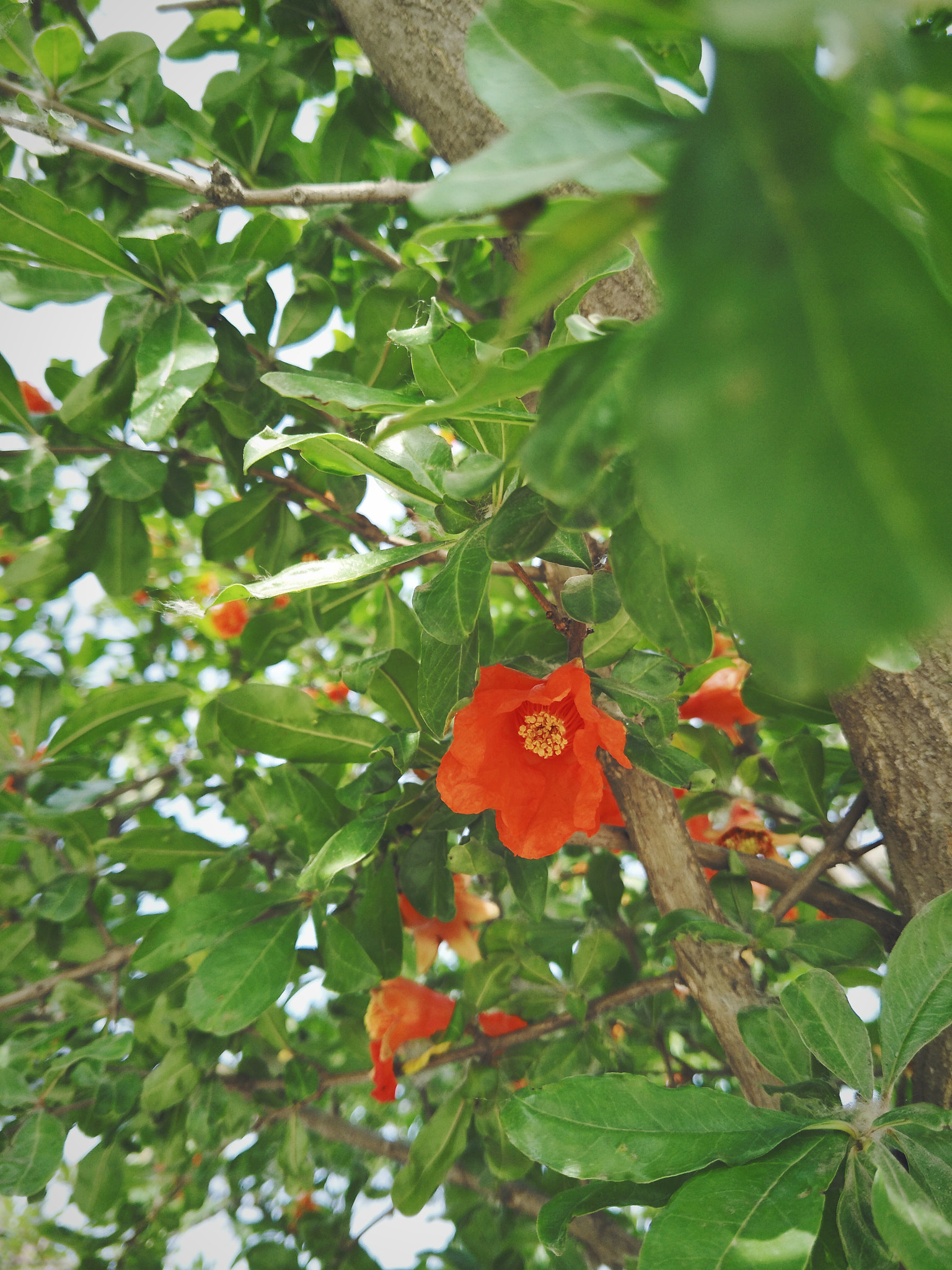 OPPO R9S sample photo