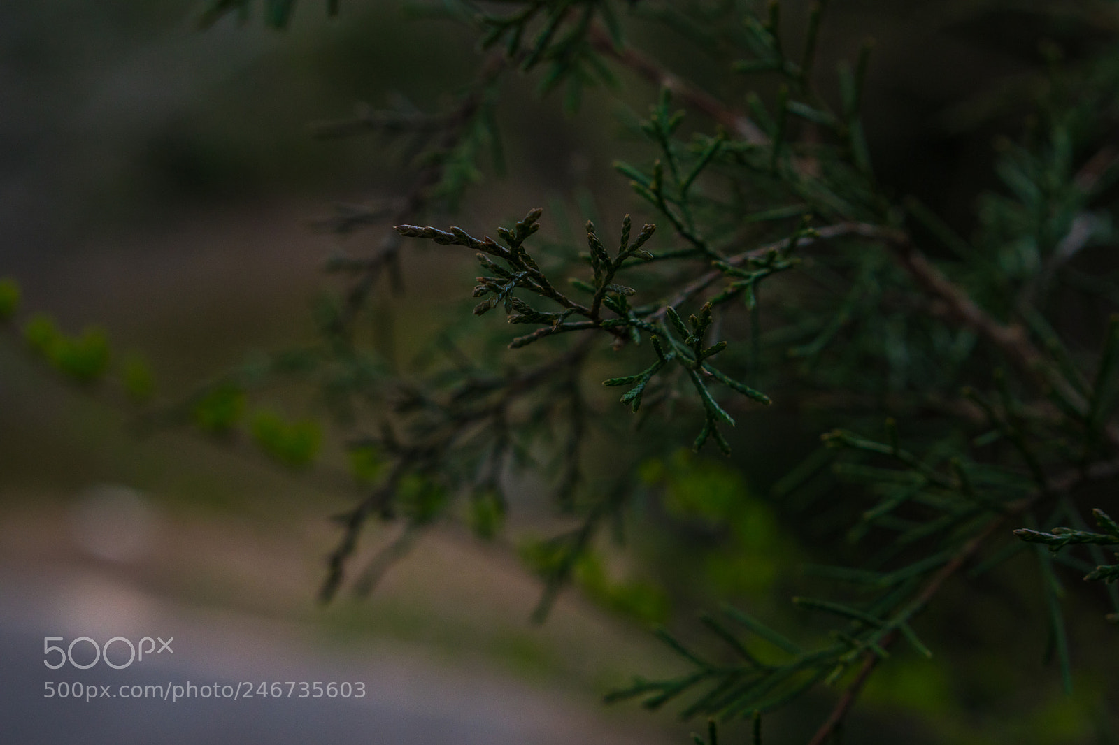 Sony a6500 sample photo. Arboretum (of ) photography