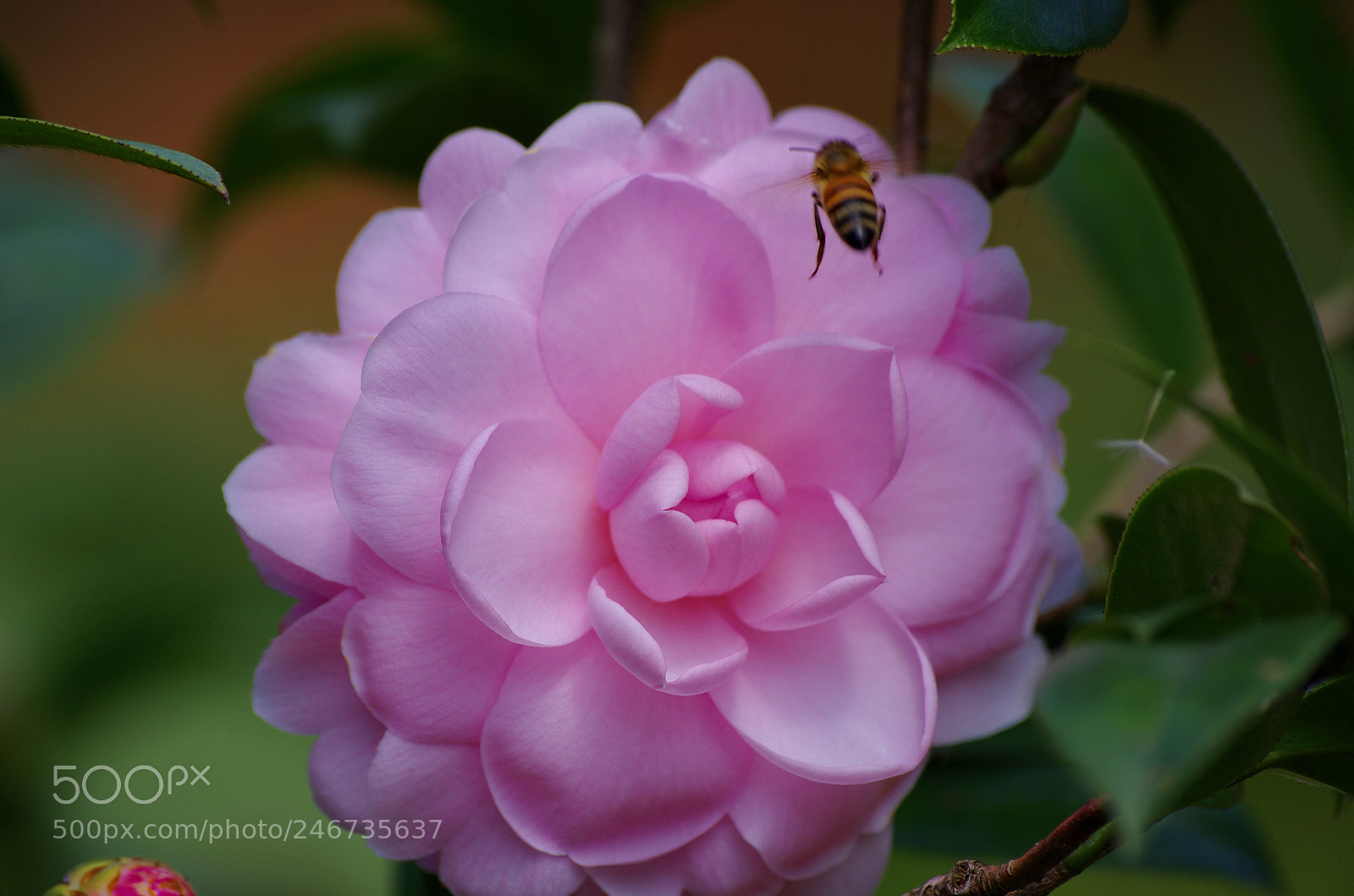 Pentax K-5 IIs sample photo. Untitled photography