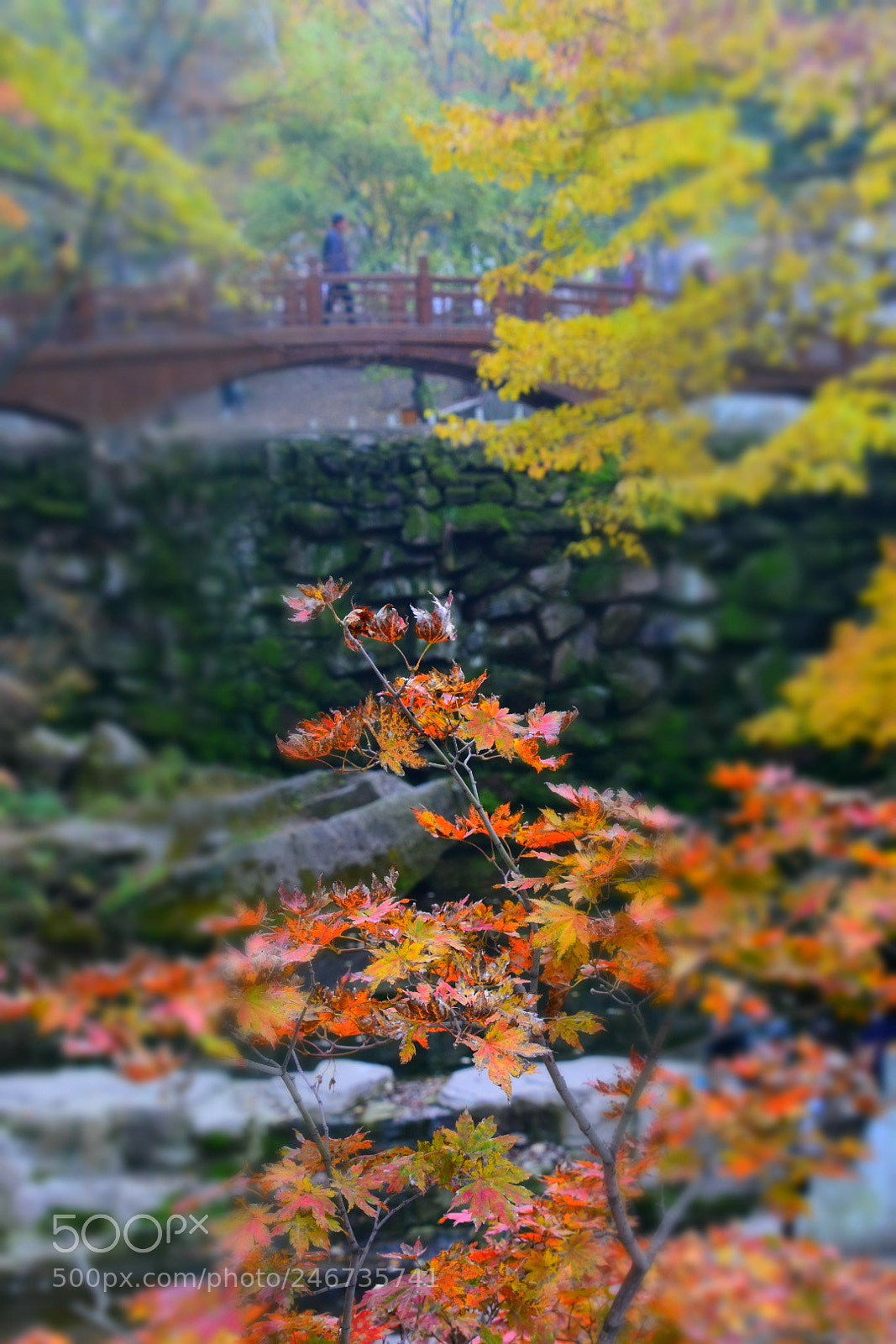 Nikon D7200 sample photo. Foliage photography
